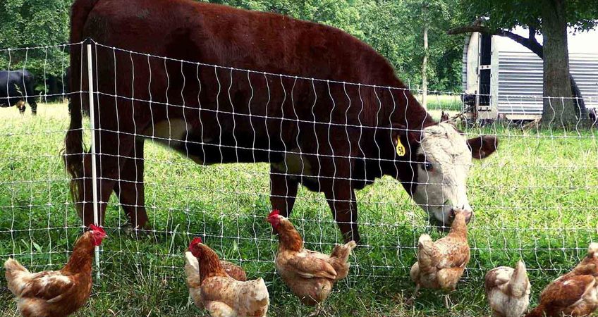 دی کلسیم فسفات و غذای دام و طيور